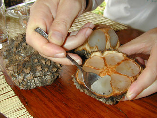 Hand-Carved Tagua Nut Christmas Ornaments - Vegetable Ivory- Ecuador