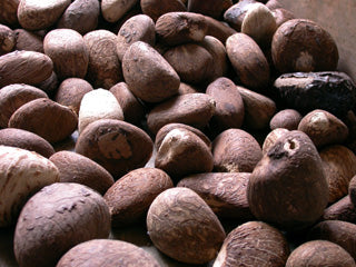 Whole Tagua Nuts- Bulk- 22.5 lb Bag- S/Med/LG/XL Sizes