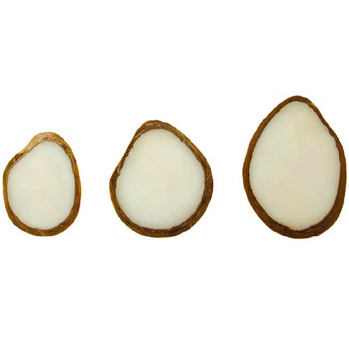 5PC-Natural White Tagua-Thin Nut Slices-4mm Thick- Jewelry Making- Carving-Vegetable Ivory