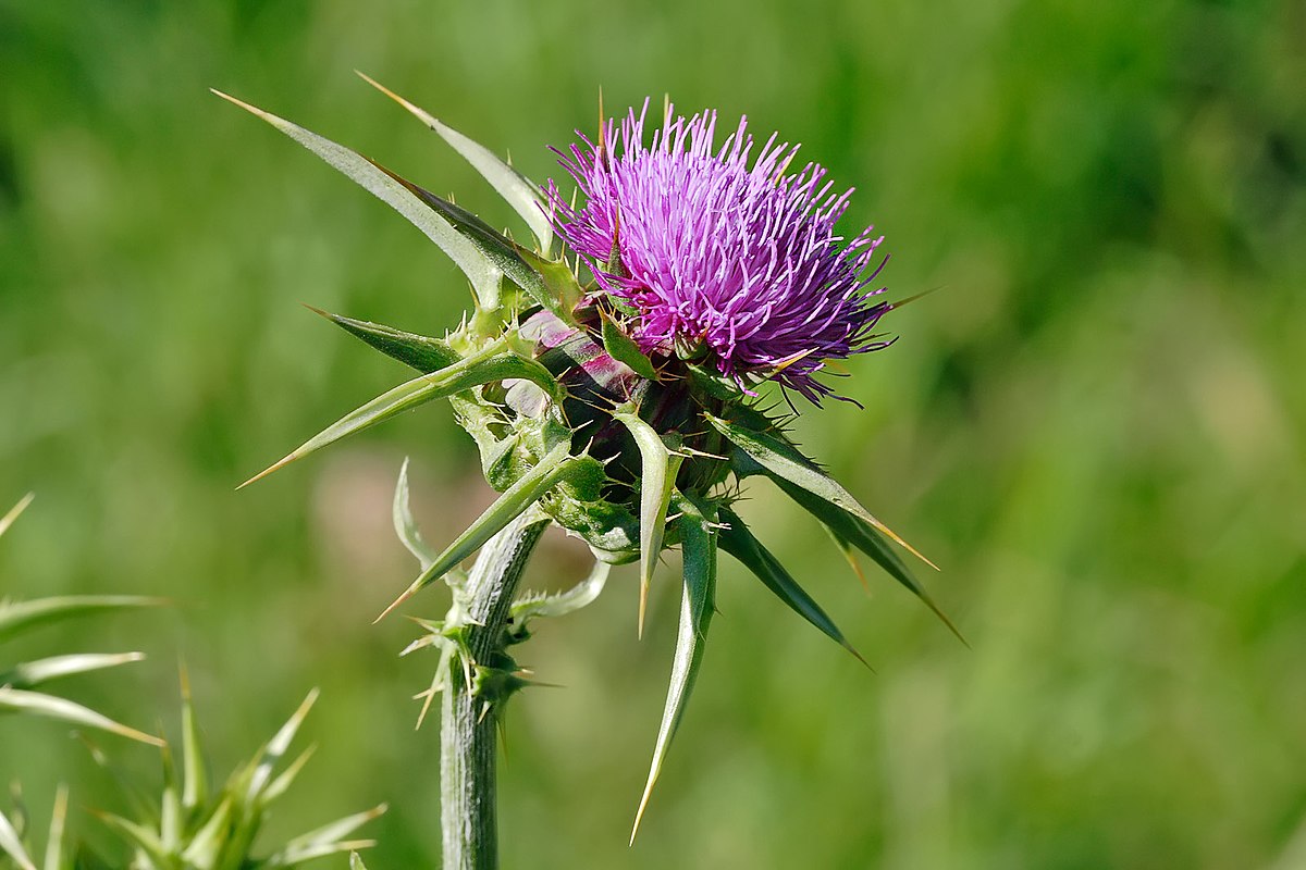 1 lb Blessed Thistle Cut (Cnicus Benedictus)