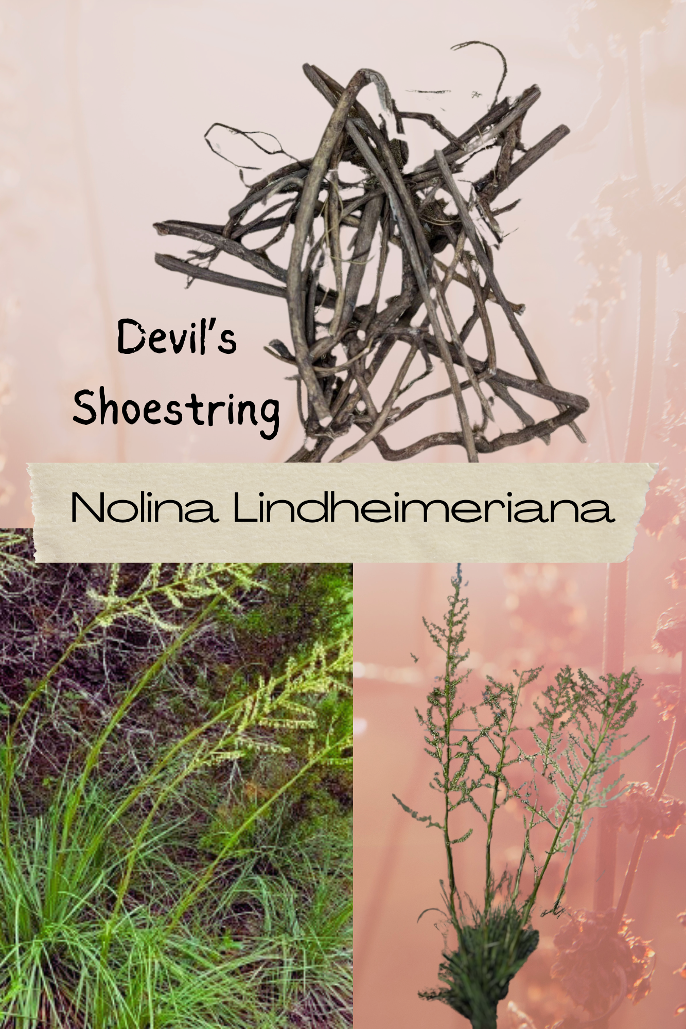 1 Lb Devils Shoestring- Powerful Benefits