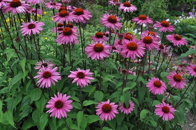 1 lb Echinacea Purpurea Leaf Cut (Echinacea)