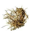 1 Lb Devils Shoestring- Powerful Benefits