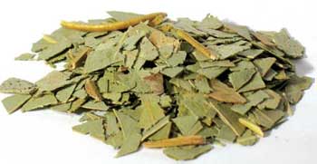 Eucalyptus Cut Leaf-1lb.