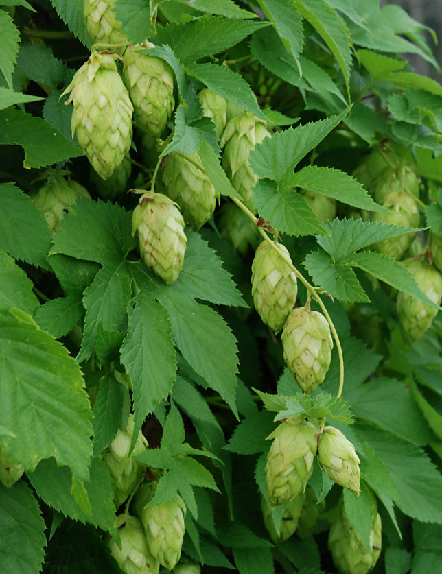 1 lb Hops Flower - Whole Flowers