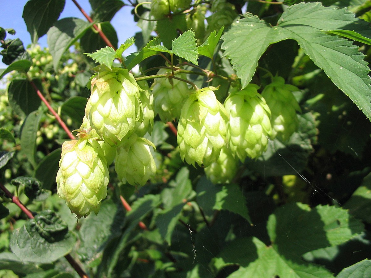 1 lb Hops Flower - Whole Flowers