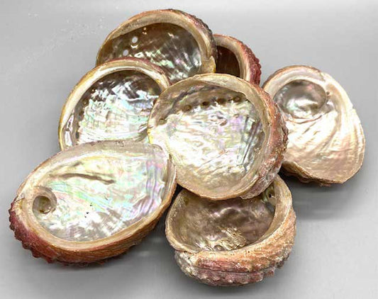 3-4" Opalescent Seashell Incense Burner