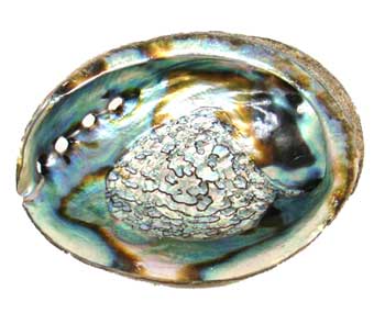 Abalone Shell Incense Burner 3"- 4"