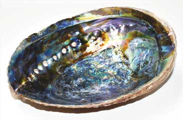 Large Abalone Shell Incense Burner 6" 7" (A Quality)