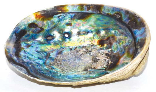 Abalone Shell Incense Burner 5"- 6"-Large