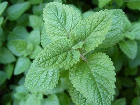 1 lb Lemon Balm Cut- Melissa officinalis