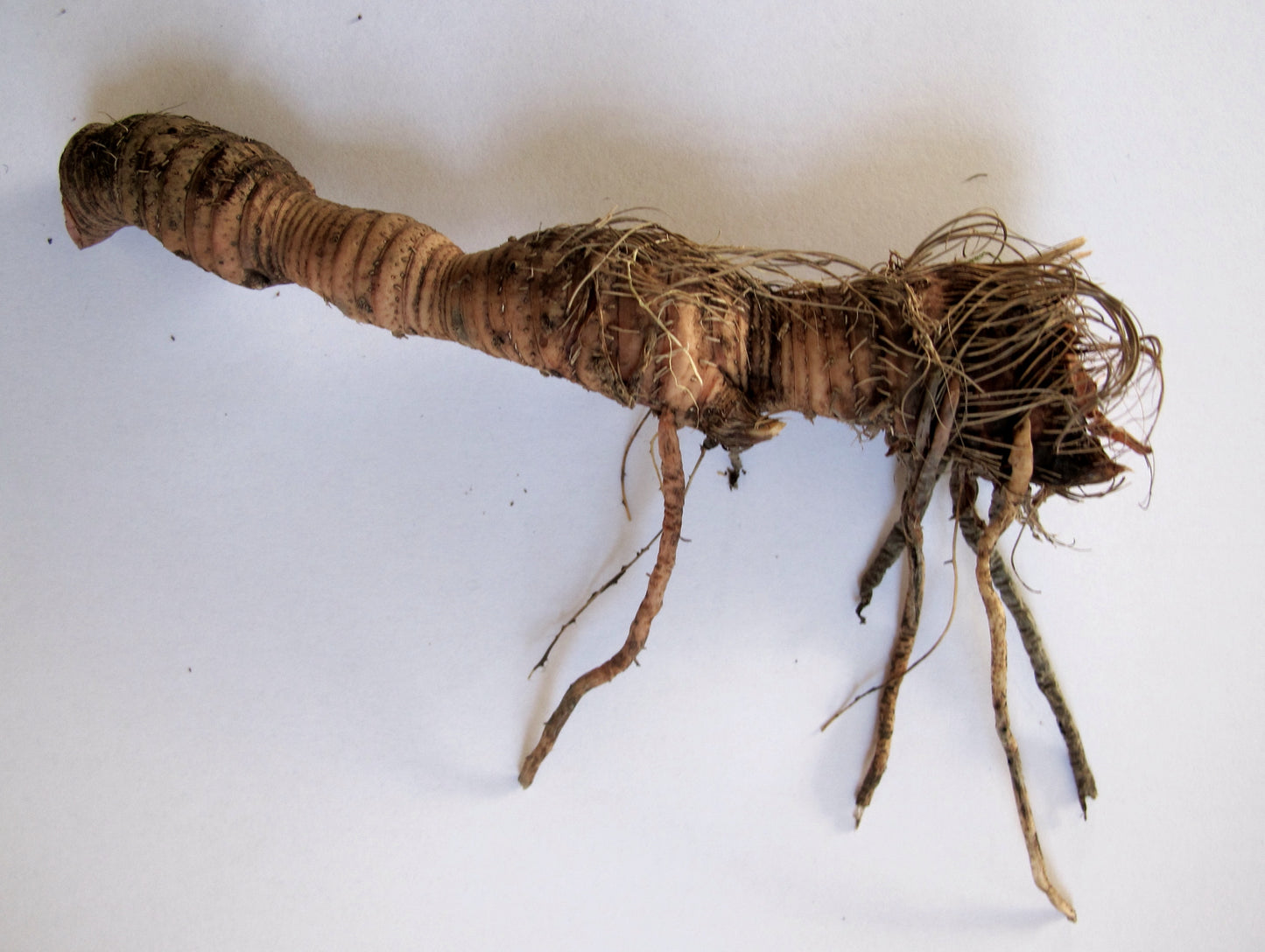 1lb. Osha Root Whole - Root cut Ligusticum Porteri