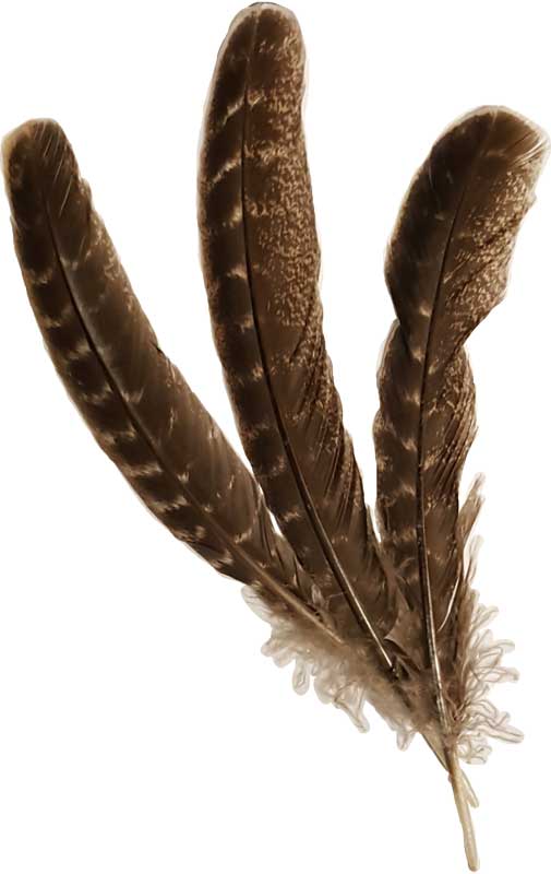 Barred Wing Smudging Feather