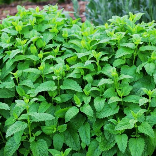 1 lb Lemon Balm Cut- Melissa officinalis