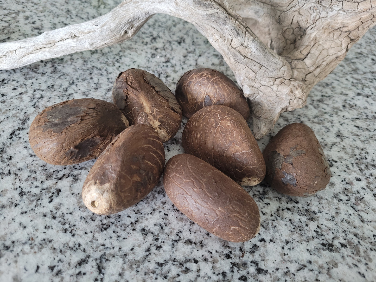 1 LB. Whole Tagua Nuts- XS/ Small/ Med/ Large or Extra Large Sizes-Vegetable Ivory