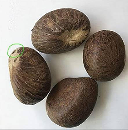 1 LB. Whole Tagua Nuts- XS/ Small/ Med/ Large or Extra Large Sizes-Vegetable Ivory